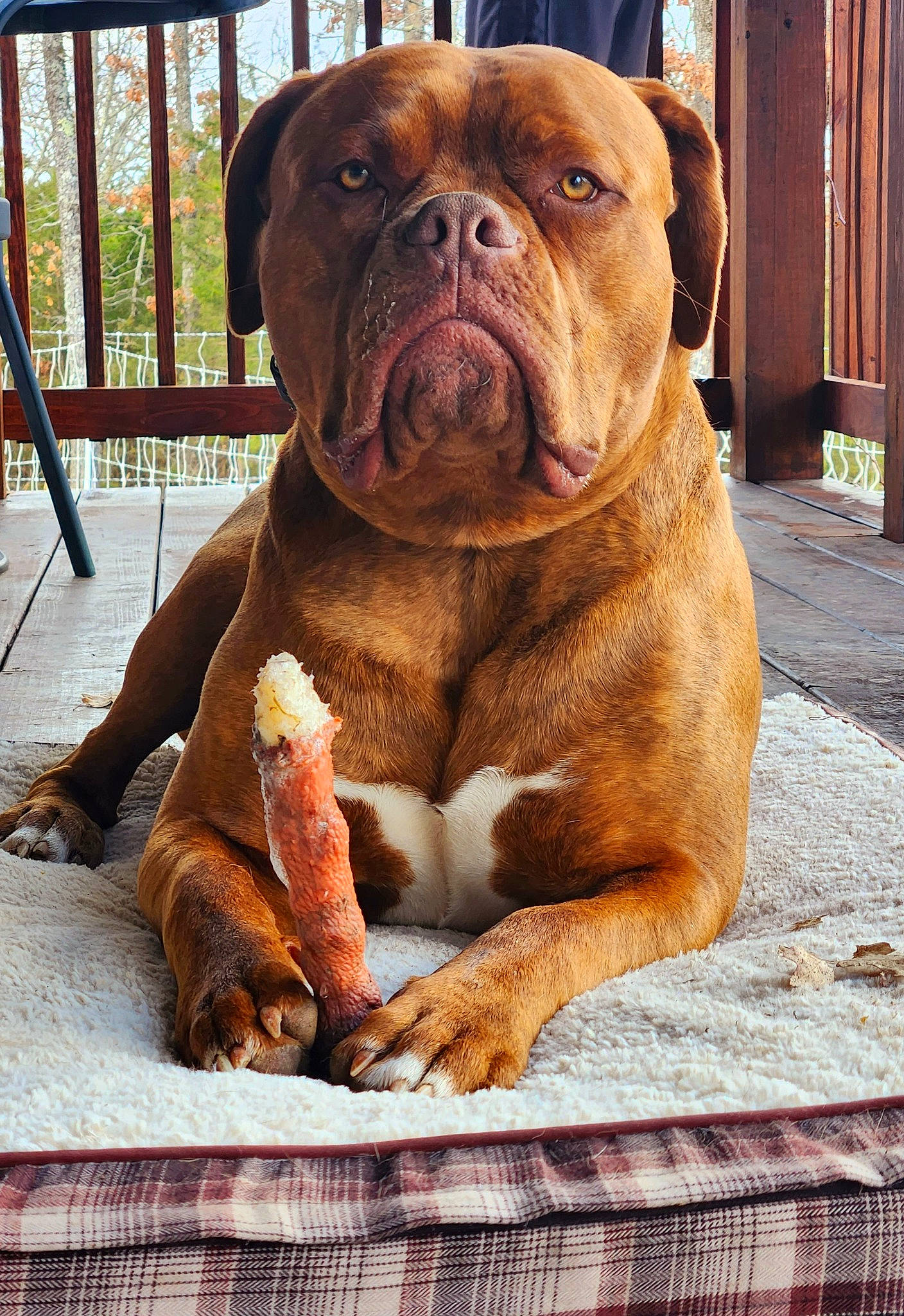 Brutus is registered to the contest to win money with this photo: ancient_dog_breeds, bulldog, canidae, carnivore, companion_dog, dog, dog_breed, fawn, liver, molosser, plant, shar_pei, snout, sporting_group, terrestrial_animal, white_english_bulldog, window, wood, working_animal, wrinkle