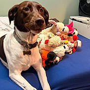 Oakley is registered to the contest to win money with this photo: dog, bed, plush_toys, stuffed_animals, indoor, furniture, fan, brown_and_white, collar, blue_bedspread, pets, relaxed, toy_collection, animal, cute, domestic, resting, soft_toys, home, companion