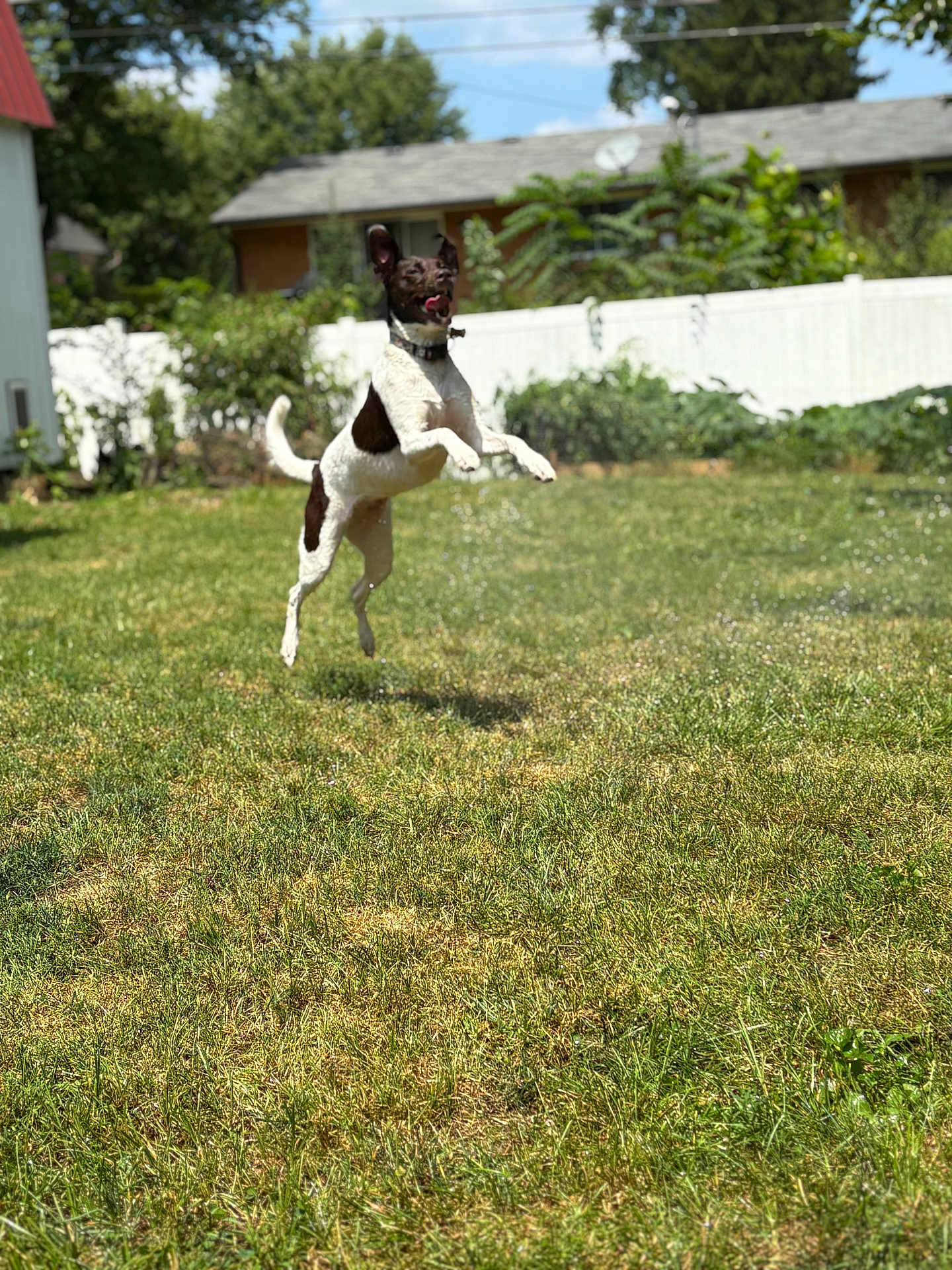 Oakley is registered to the contest to win money with this photo: dog, jumping, grass, backyard, fence, sunny, outdoor, pet, happy, playful, animal, canine, leap, summer, greenery, collar, house, daytime, nature, active