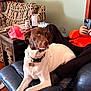 dog, brown_and_white_dog, leather_chair, person, orange_sweatshirt, smartphone, side_table, red_cap, can, book_shelf, patterned_chair, indoor, wood_floor, collar, relaxed, seated, pet, living_room, furniture, casual