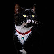 Elliot a rejoint le concours — aidez-le/la à gagner de superbes lots ! alert, animal, black_and_white, black_background, cat, close_up, collar, cute, domestic_cat, elegant, feline, fur, indoor, jewelry, pet, portrait, sitting, tuxedo_cat, whiskers, yellow_eyes