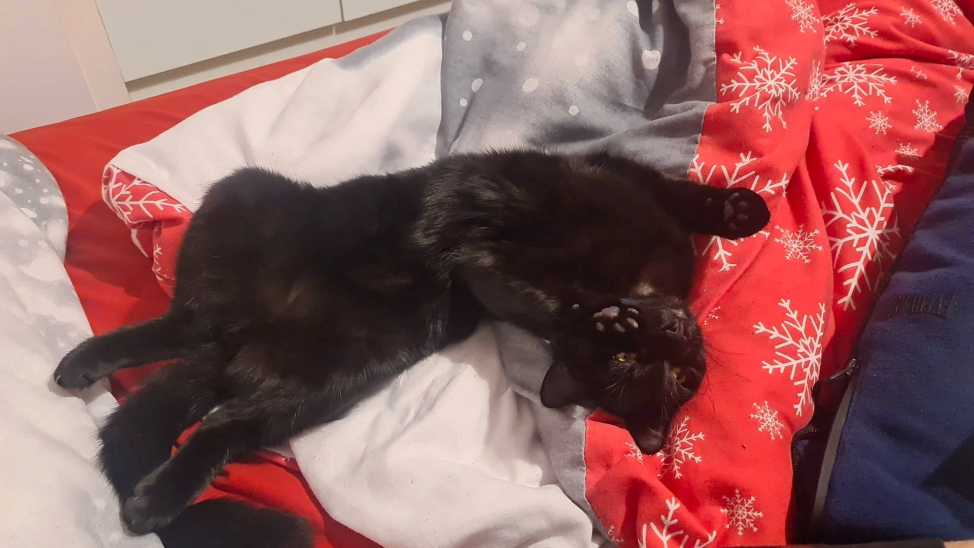 Happy is registered to the contest to win money with this photo: bed, black_cat, bombay, canidae, carmine, carnivore, cat, claw, comfort, companion_dog, dog_breed, domestic_short_haired_cat, felidae, fur, linens, nap, small_to_medium_sized_cats, sporting_group, tail, whiskers