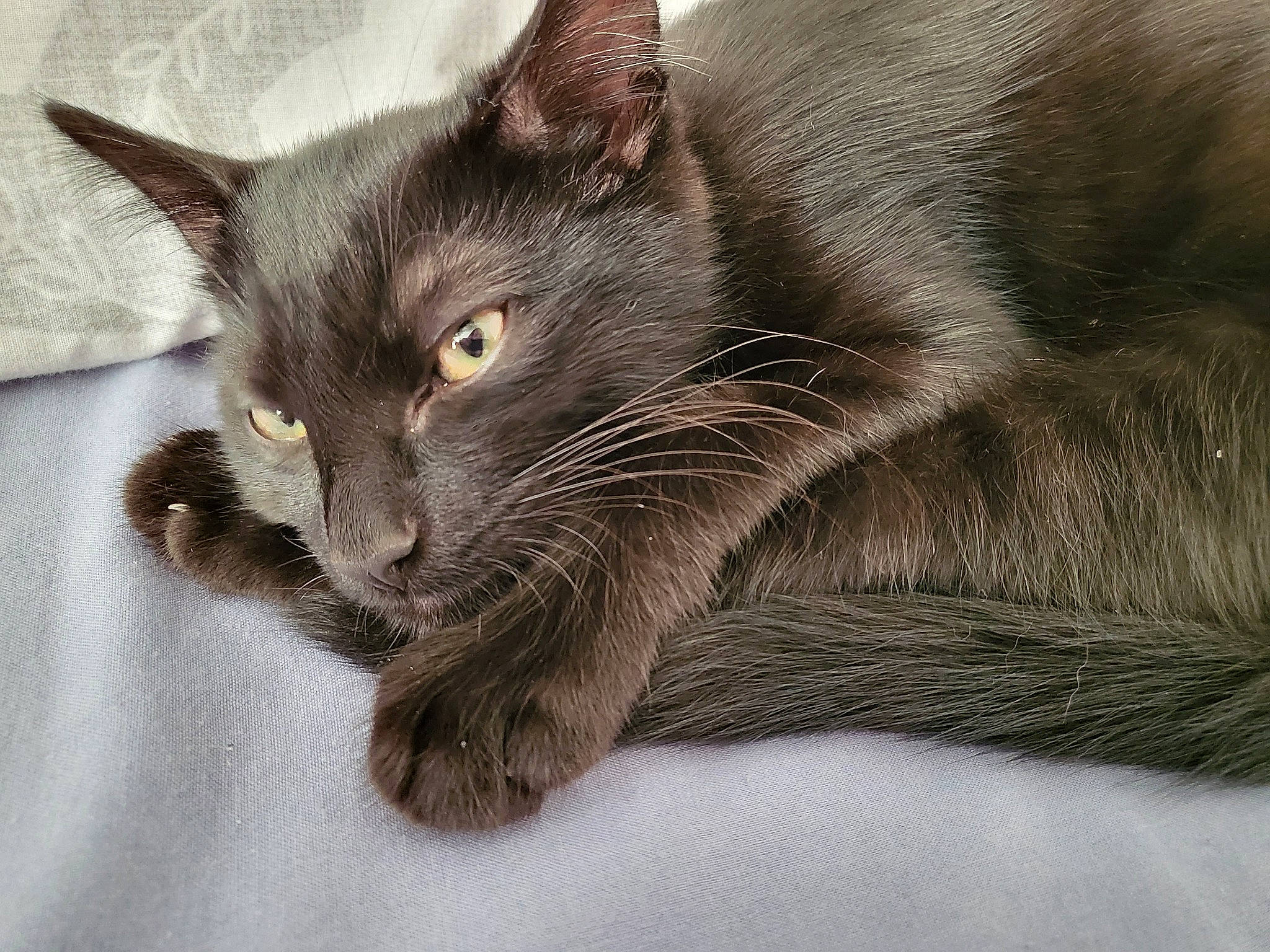 Happy joined the competition — help win amazing prizes! carnivore, cat, claw, comfort, domestic_short_haired_cat, felidae, fur, grey, havana_brown, russian_blue, small_to_medium_sized_cats, snout, terrestrial_animal, whiskers