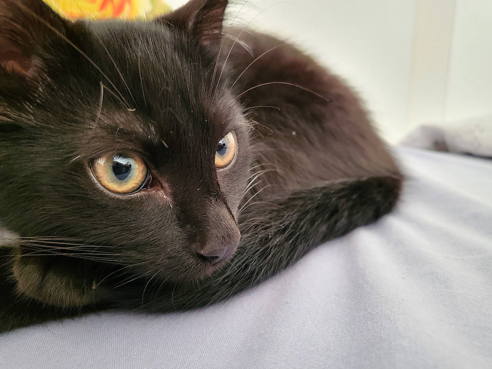 Happy joined the competition — help win amazing prizes! black_cat, bombay, carnivore, cat, claw, comfort, domestic_short_haired_cat, felidae, fur, grey, small_to_medium_sized_cats, snout, terrestrial_animal, whiskers