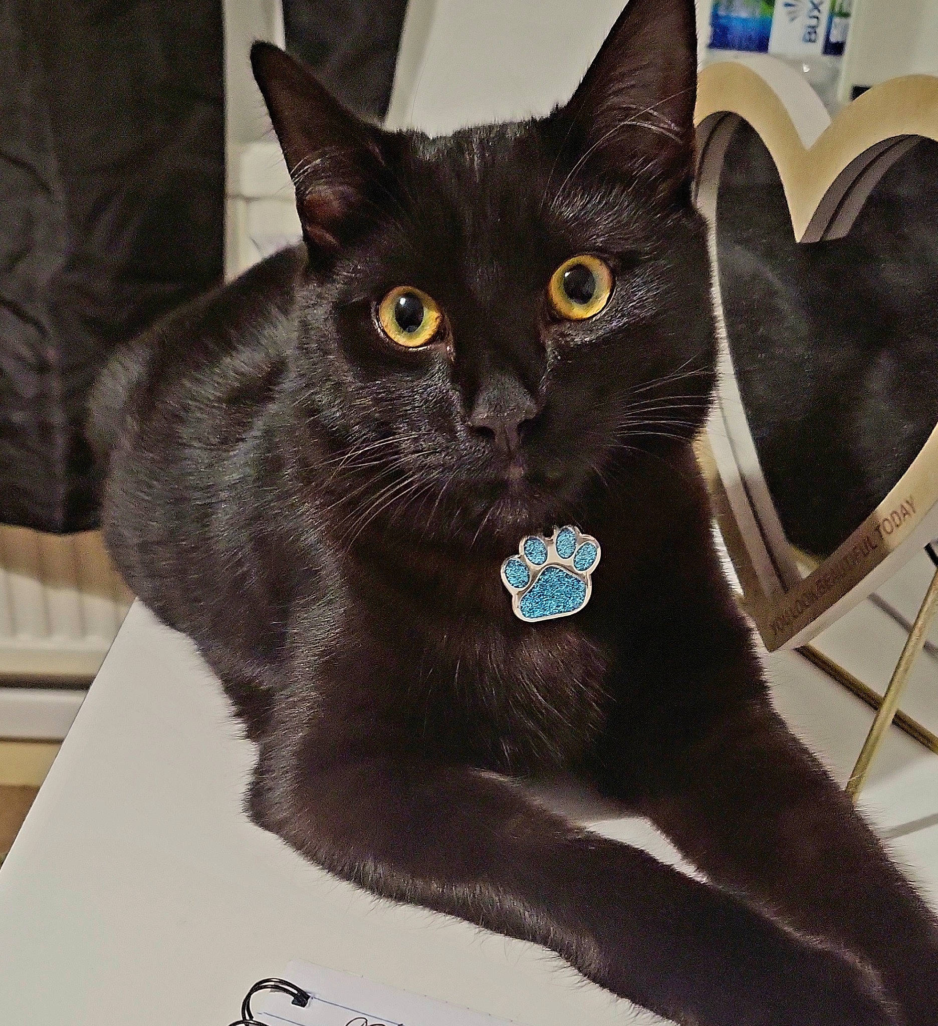 Happy joined the competition — help win amazing prizes! black_cat, bombay, carnivore, cat, domestic_short_haired_cat, electric_blue, felidae, fur, havana_brown, small_to_medium_sized_cats, snout, whiskers