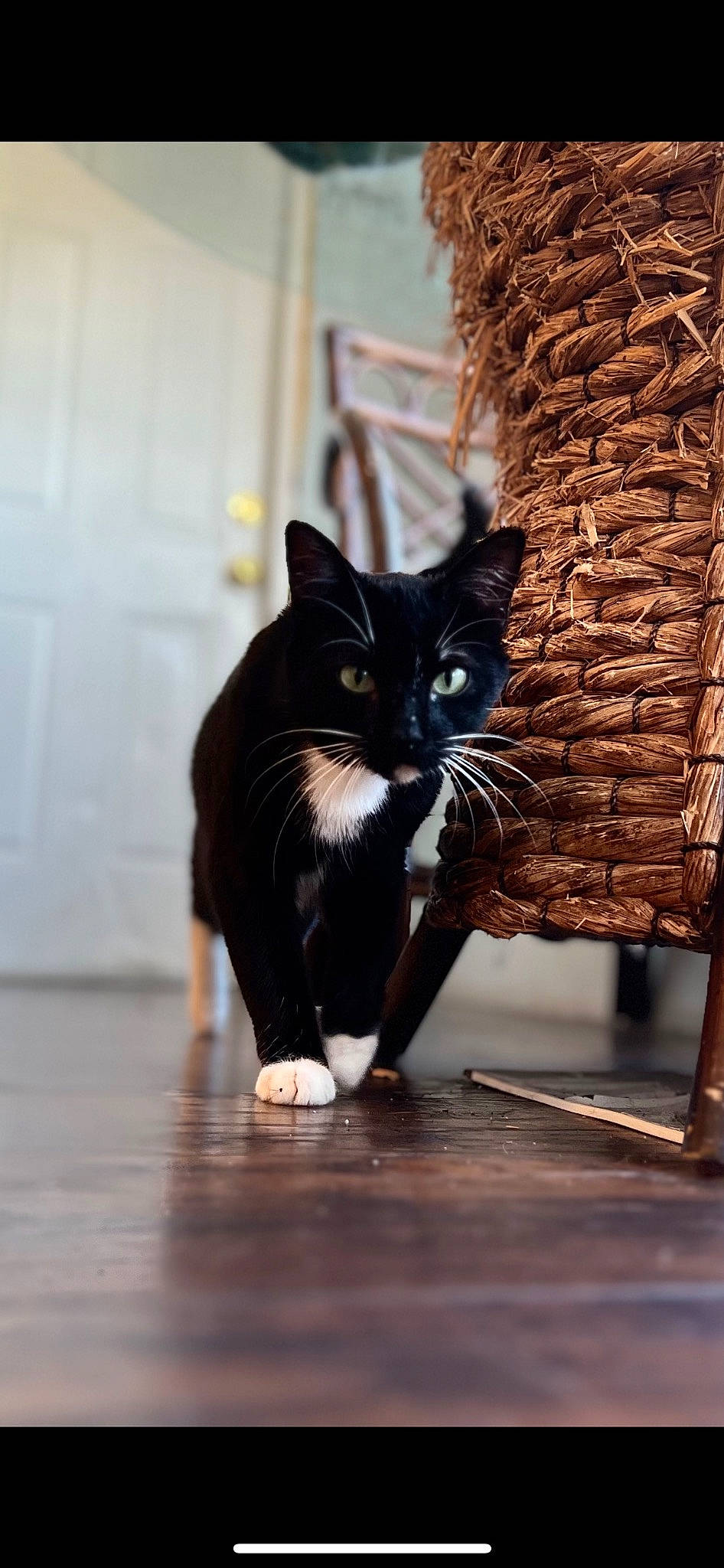 Shilo is registered to the contest to win money with this photo: carnivore, cat, comfort, domestic_short_haired_cat, felidae, floor, flooring, fur, hardwood, human_leg, room, sitting, small_to_medium_sized_cats, snout, tail, tints_and_shades, whiskers, window, wood, wood_flooring