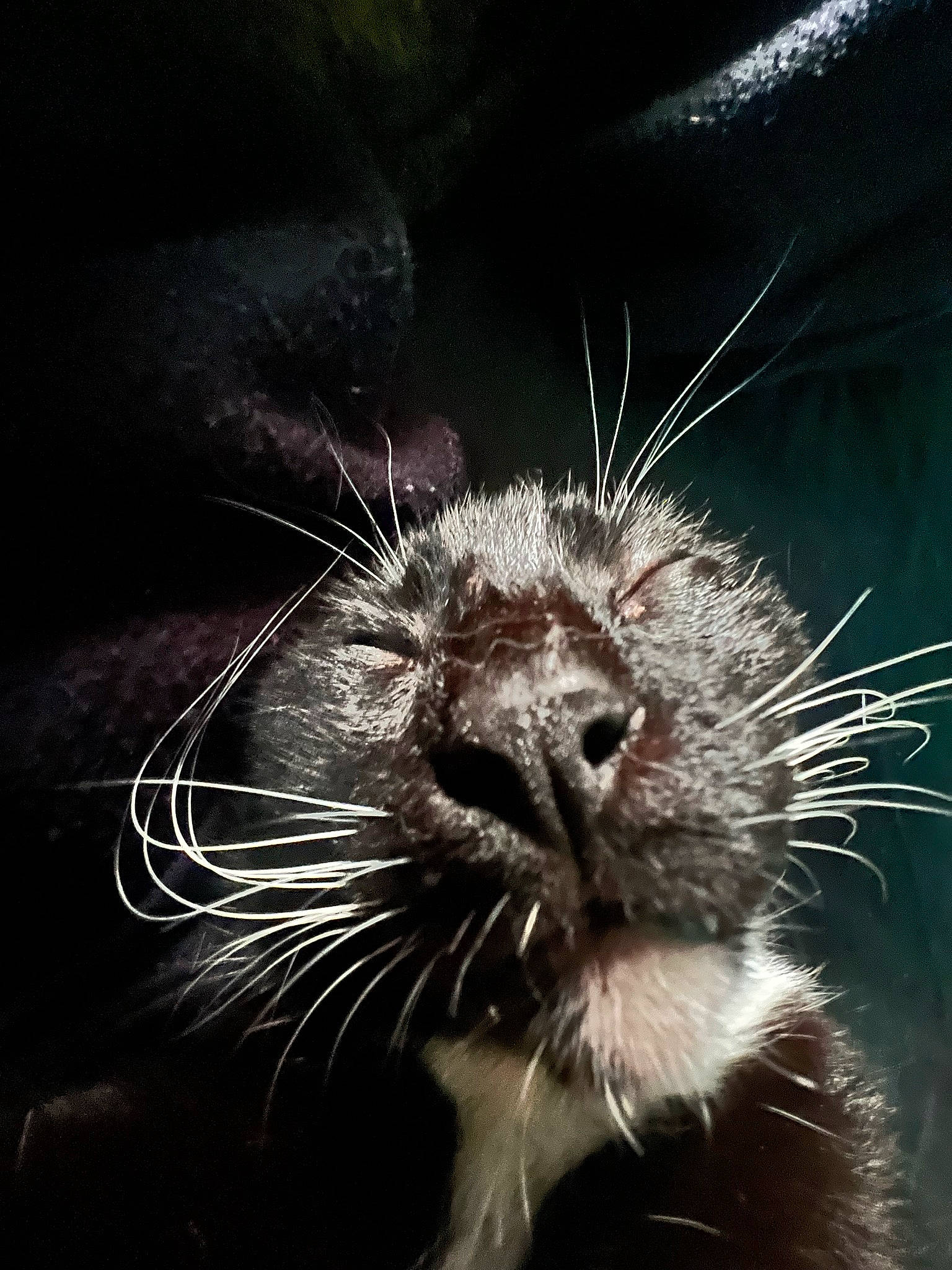 Shilo is registered to the contest to win money with this photo: carnivore, claw, darkness, electric_blue, event, flash_photography, fur, macro_photography, monochrome, monochrome_photography, snout, still_life_photography, terrestrial_animal, whiskers, wildlife