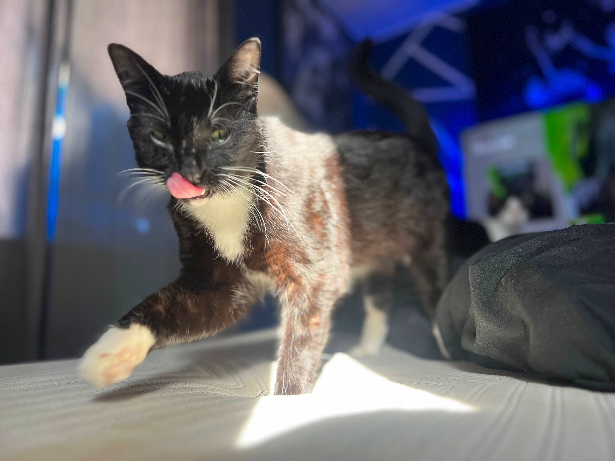 Shilo is registered to the contest to win money with this photo: carnivore, cat, cat_supply, claw, comfort, domestic_short_haired_cat, electric_blue, event, felidae, fur, paw, sitting, small_to_medium_sized_cats, snout, tail, whiskers