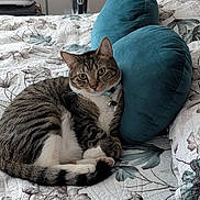 Boots is registered to the contest to win money with this photo: animal, bed, bell, cat, collar, curious, cute, domestic_cat, feline, fur, heart_shaped_pillow, indoor, pet, pillow, quilt, relaxed, resting, striped, tabby, whiskers