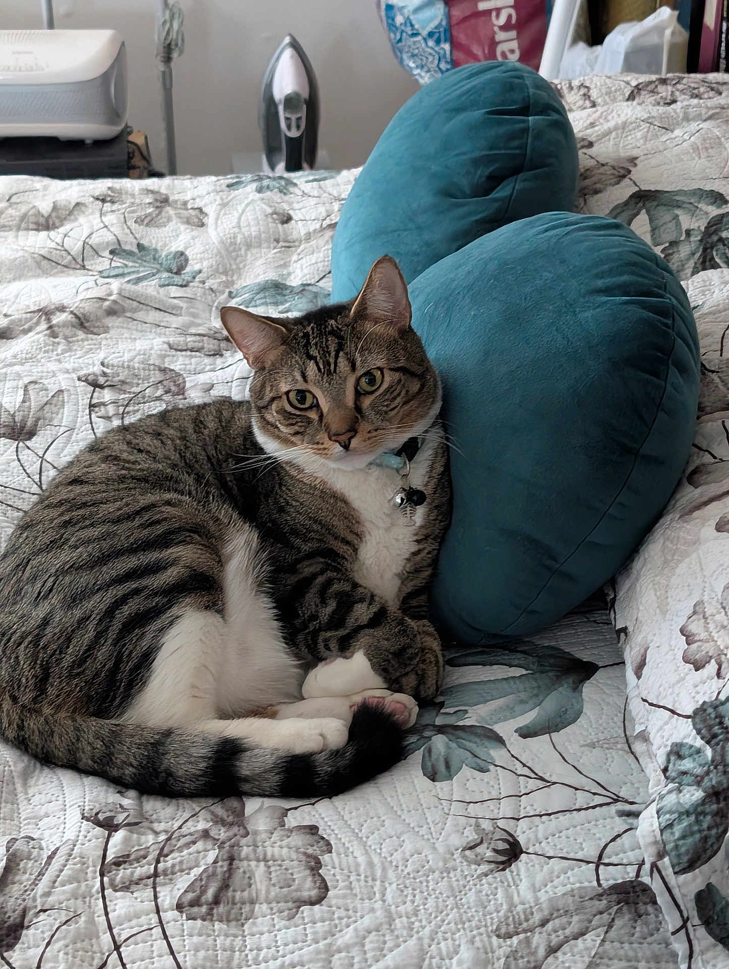 Boots is registered to the contest to win money with this photo: animal, bed, bell, cat, collar, curious, cute, domestic_cat, feline, fur, heart_shaped_pillow, indoor, pet, pillow, quilt, relaxed, resting, striped, tabby, whiskers