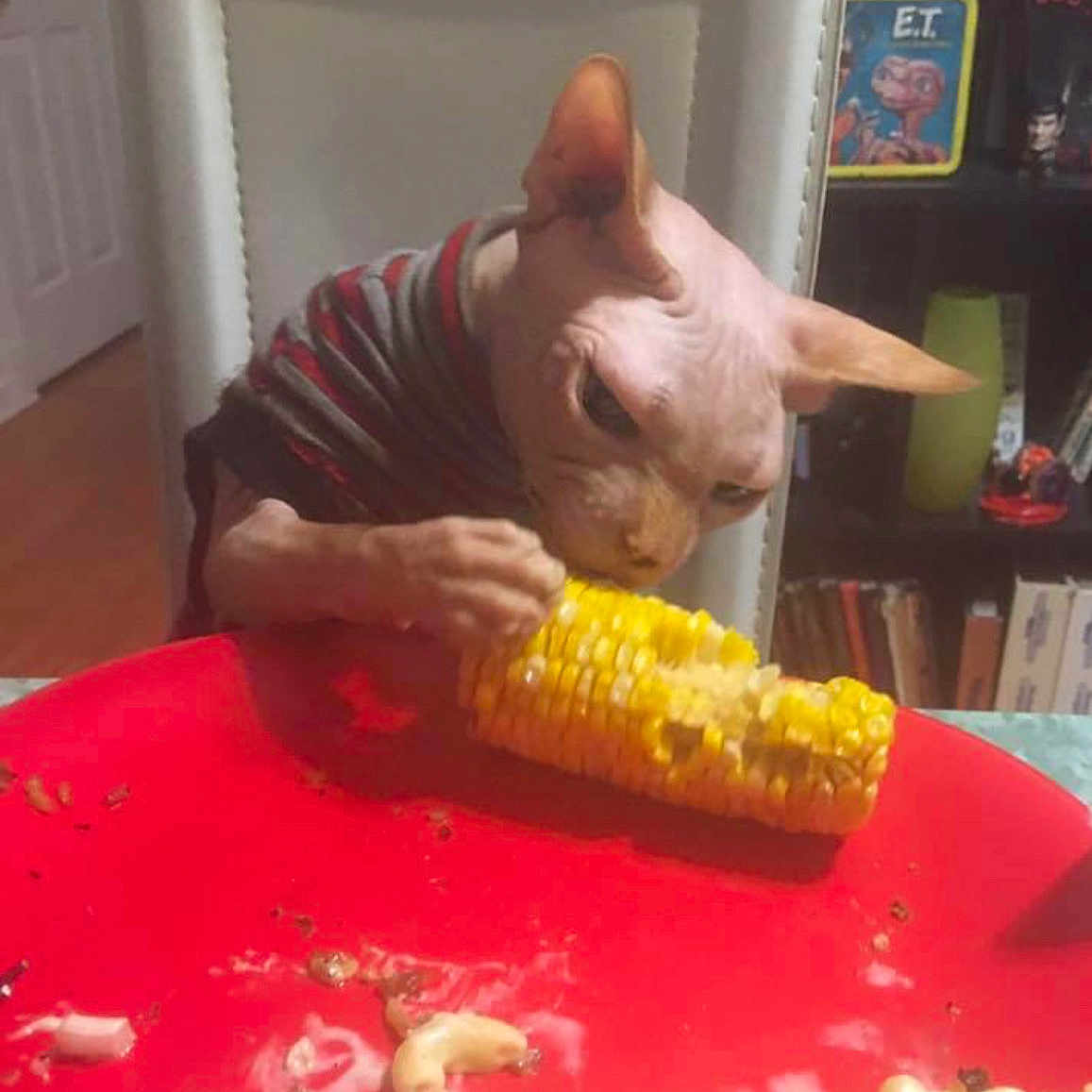 Vince joined the competition — help win amazing prizes! animal, cat, chair, close_up, corn_on_the_cob, dining, eating, focused, food, furniture, hairless_cat, household, indoor, macaroni, meal, pet, red_table, sphynx_cat, striped_shirt, table