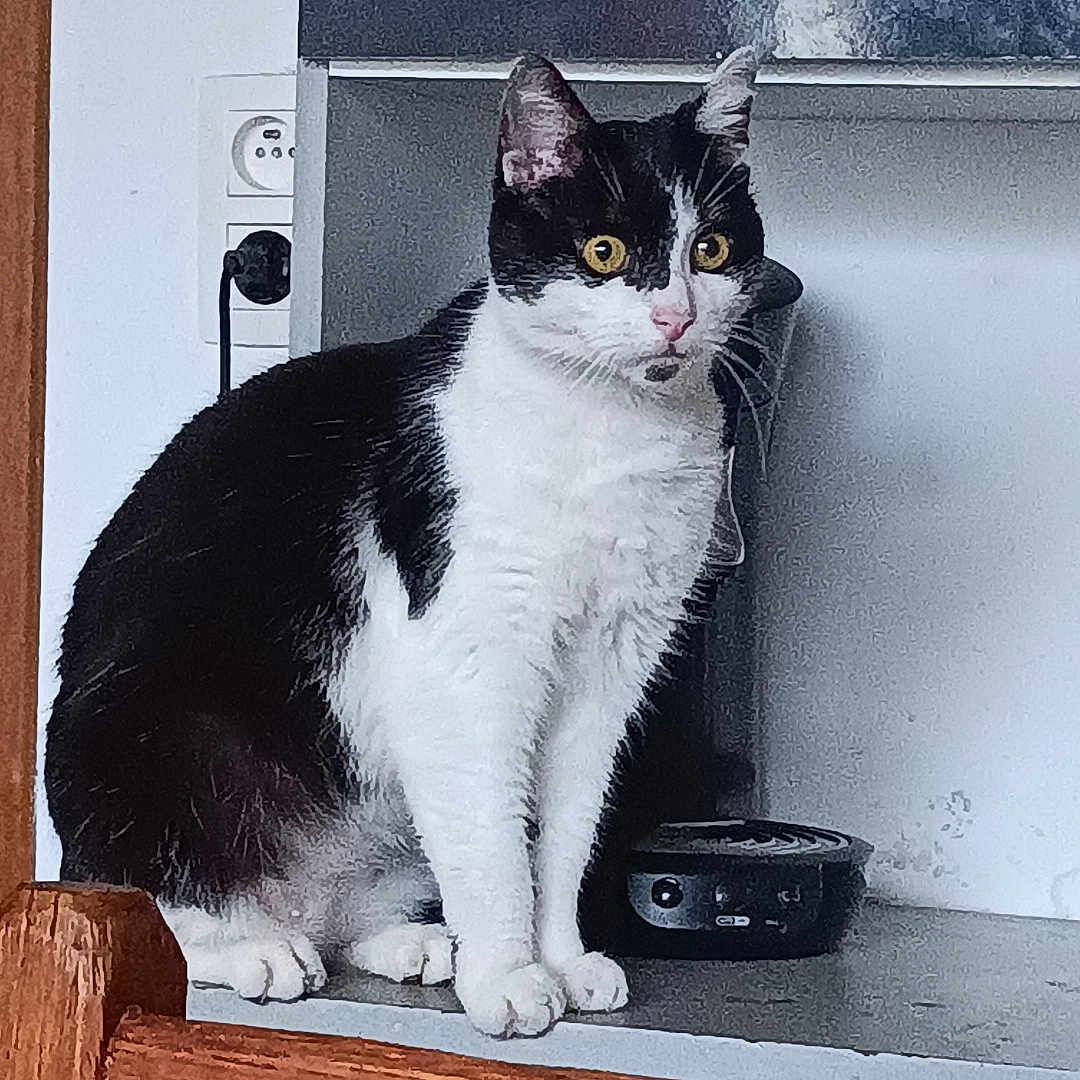 Felix participe au concours pour gagner de l'argent avec cette photo : animal, cat, closet, computerhardware, cupboard, door, drawer, electronics, furniture, hardware, hardwood, indoors, kitten, manx, pet, phone, stainedwood, window, windowsill, wood