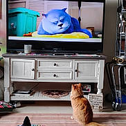 Pumpkin is registered to the contest to win money with this photo: cat, orange_cat, animated_cat, television, living_room, furniture, blanket, rug, decor, sitting, watching, screen, indoor, candle, shelf, photograph, colorful, cozy, pet, home
