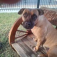 Candy joined the competition — help win amazing prizes! dog, bench, wood, carving, grass, tree, fence, outdoor, pet, animal, brown, sitting, canine, yard, nature, daylight, portrait, curious, face, ears