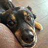 Kai is registered to the contest to win money with this photo: dog, close_up, brown, black, eyes, nose, fur, pet, animal, resting, indoor, floor, texture, looking_up, cute, domestic_animal, muzzle, whiskers, canine, portrait