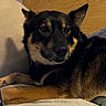 animal, bed, black_and_tan, canine, closeup, comfort, cozy, curious, dog, ears, face, fur, home, indoor, laptop, looking, pet, pillow, resting, wooden_headboard