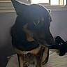 animal, bed, bedroom, blinds, canine, curious, dog, domestic, fur, indoor, light, looking_away, pet, plush_toy, resting, shadow, sitting, soft_light, toy, window