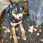 Kai is registered to the contest to win money with this photo: dog, animal, pet, outdoor, garden, tree_trunk, soil, plant, collar, brown, black, tan, fur, canine, relaxed, nature, daylight, closeup, sitting, companion
