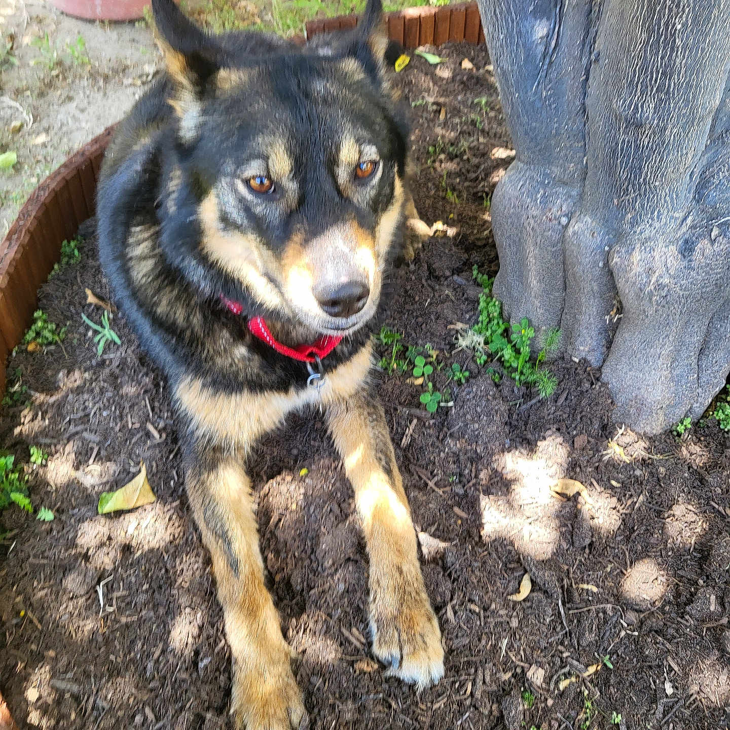 Kai is registered to the contest to win money with this photo: dog, animal, pet, outdoor, garden, tree_trunk, soil, plant, collar, brown, black, tan, fur, canine, relaxed, nature, daylight, closeup, sitting, companion