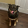 animal, black_fur, bow_tie, brown_fur, canine, collar, cute, dog, door, ears, floor, fur, indoor, looking_up, nose, pet, sitting, tongue, wall, wooden_floor