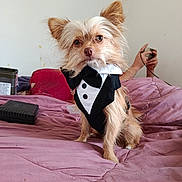 Guizmo a rejoint le concours — aidez-le/la à gagner de superbes lots ! dog, small_dog, tuxedo, formalwear, pet, animal, portrait, long_hair, floppy_ears, brown_and_white, bed, bedroom, blanket, pink_bedding, indoors, human_hand, cable, camera, sitting, funny