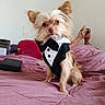 dog, small_dog, tuxedo, formalwear, pet, animal, portrait, long_hair, floppy_ears, brown_and_white, bed, bedroom, blanket, pink_bedding, indoors, human_hand, cable, camera, sitting, funny