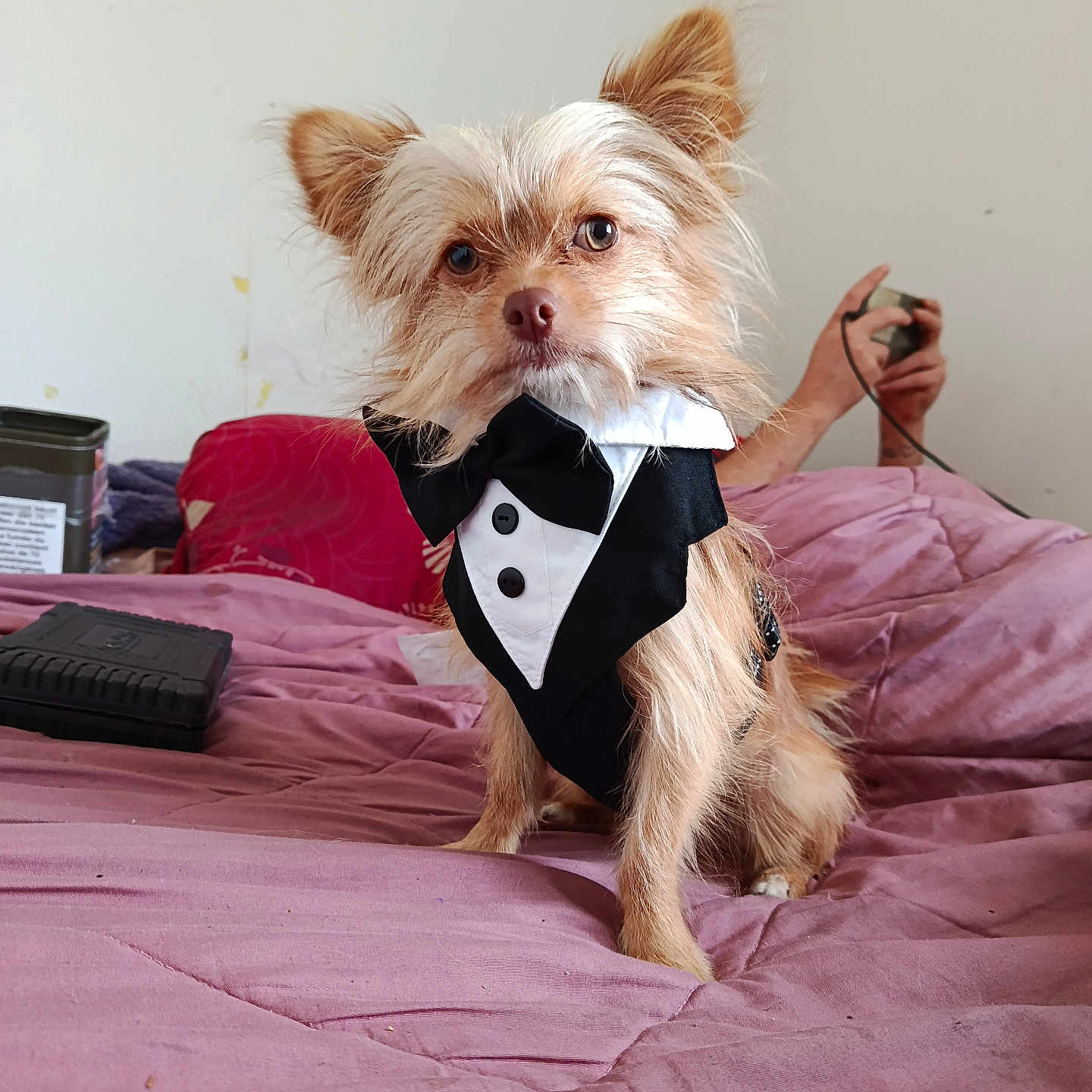 Guizmo a rejoint le concours — aidez-le/la à gagner de superbes lots ! dog, small_dog, tuxedo, formalwear, pet, animal, portrait, long_hair, floppy_ears, brown_and_white, bed, bedroom, blanket, pink_bedding, indoors, human_hand, cable, camera, sitting, funny