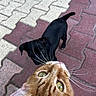 Muse Et Fisher participe au concours pour gagner de l'argent avec cette photo : animal, black_dog, brick_floor, cat, close_up, companion, curious, cute, dog, friendship, kitten, looking_up, orange_cat, outdoor, pavement, pet, playful, puppy, whiskers, young_animal