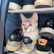Muse Et Fisher participe au concours pour gagner de l'argent avec cette photo : cat, shoe_rack, adidas, sneakers, shoes, pet, indoor, curious, gray_cat, paw, animal, footwear, nike, lacoste, shelf, storage, feline, domestic_cat, resting, cozy