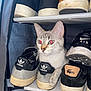 cat, shoe_rack, adidas, sneakers, shoes, pet, indoor, curious, gray_cat, paw, animal, footwear, nike, lacoste, shelf, storage, feline, domestic_cat, resting, cozy