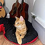 cat, orange_tabby, pet_bed, acoustic_guitar, wooden_floor, indoor, feline, relaxed, animal, musical_instrument, home, domestic_cat, fur, paw, whiskers, leisure, resting, black, red, side_view