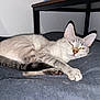 Muse Et Fisher participe au concours pour gagner de l'argent avec cette photo : cat, animal, pet, feline, resting, indoor, cushion, gray, striped, whiskers, ears, tail, paw, fur, table, relaxed, sleepy, closeup, domestic, cozy