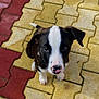 Doom a rejoint le concours — aidez-le/la à gagner de superbes lots ! animal, background, black_and_white, bricks, curious, cute, dog, ears, fur, legs, looking_up, nose, outdoor, pavement, pet, puppy, sitting, small, tail, young