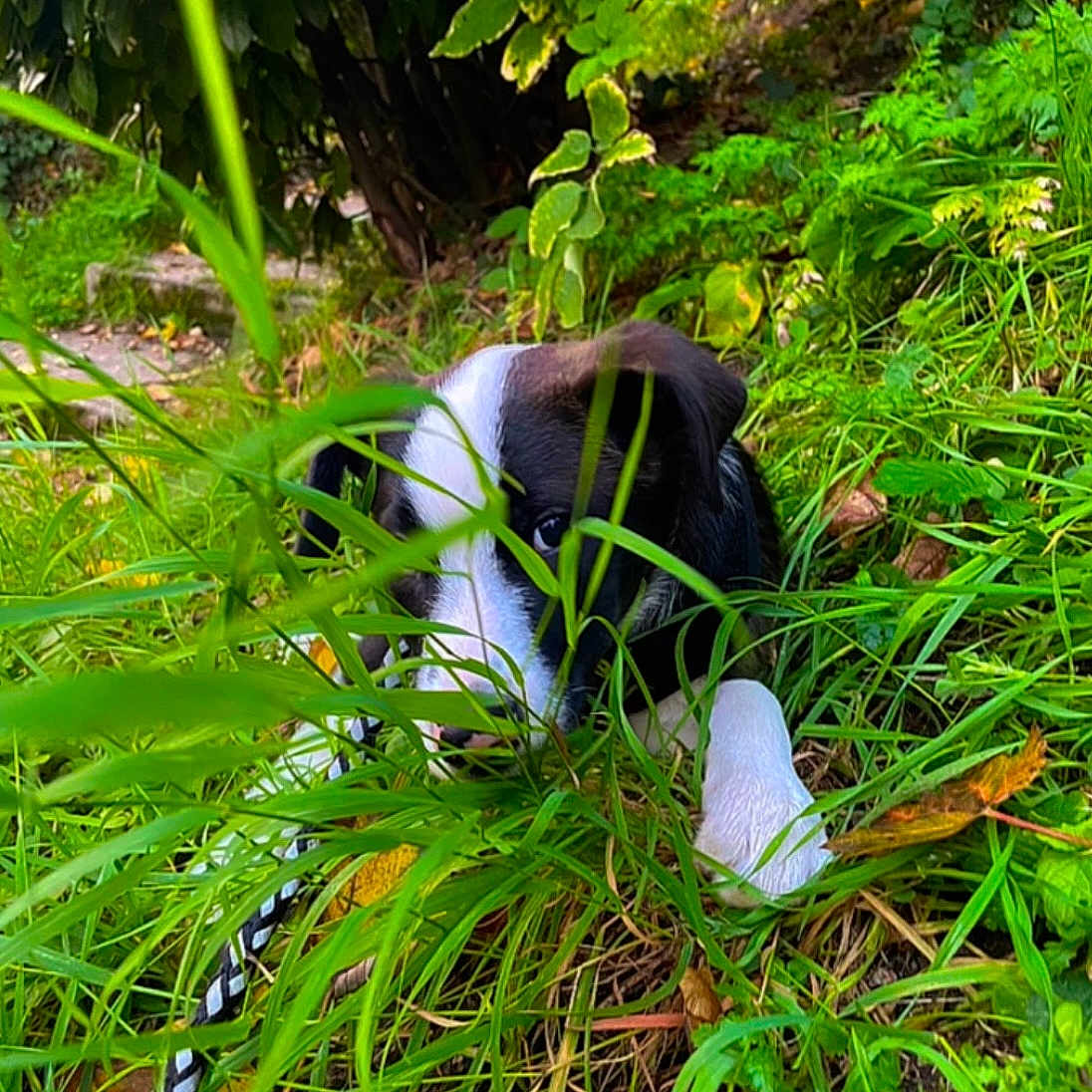 Doom participe au concours pour gagner de l'argent avec cette photo : animal, black_and_white, closeup, curious, cute, dog, garden, grass, greenery, hidden, leaf, nature, outdoor, pet, plant, playful, puppy, small, summer, young
