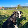 Doom a rejoint le concours — aidez-le/la à gagner de superbes lots ! puppy, dog, black_and_white, grass, harness, leash, outdoor, blue_sky, clouds, nature, greenery, road, tree, field, animal, canine, pet, young_dog, sunlight, scenic