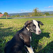 Doom participe au concours pour gagner de l'argent avec cette photo : puppy, dog, black_and_white, grass, harness, leash, outdoor, blue_sky, clouds, nature, greenery, road, tree, field, animal, canine, pet, young_dog, sunlight, scenic