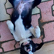 Doom participe au concours pour gagner de l'argent avec cette photo : animal, belly, black_and_white, canine, collar, cute, dog, ears, four_legs, fur, happy, lying_down, outdoor, patterned_floor, pavement, pet, playful, puppy, tongue, young_dog