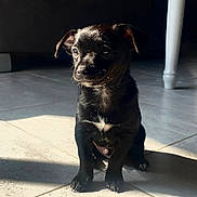 Bucky a rejoint le concours — aidez-le/la à gagner de superbes lots ! puppy, dog, black_dog, indoor, tile_floor, sunlight, shadow, small_dog, cute, pet, animal, young_dog, sitting, floor, domestic_animal, curious, quiet, light_and_shadow, table_leg, adorable