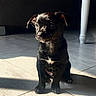 adorable, animal, black_dog, curious, cute, dog, domestic_animal, floor, indoor, light_and_shadow, pet, puppy, quiet, shadow, sitting, small_dog, sunlight, table_leg, tile_floor, young_dog