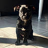 Bucky a rejoint le concours — aidez-le/la à gagner de superbes lots ! puppy, dog, black_fur, indoor, tile_floor, sunlight, shadow, pet, cute, small_dog, sitting, animal, young, looking_at_camera, floor, domestic, fur, ears, whiskers, table_leg