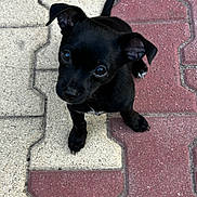 Bucky a rejoint le concours — aidez-le/la à gagner de superbes lots ! adorable, animal, black_dog, brick, canine, closeup, curious, cute, dog, ears, looking_up, outdoor, pavement, pet, puppy, small, tail, walking_surface, whiskers, young