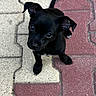 adorable, animal, black_dog, brick, canine, closeup, curious, cute, dog, ears, looking_up, outdoor, pavement, pet, puppy, small, tail, walking_surface, whiskers, young