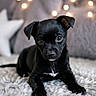 adorable, animal_portrait, black_dog, bokeh, close_up, cozy, curious, cute, dog, fur, home, indoor, lying_down, pet, puppy, relaxed, small_dog, soft_texture, whiskers, young_animal