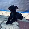 Bucky a rejoint le concours — aidez-le/la à gagner de superbes lots ! puppy, dog, black_fur, outdoor, pavement, sunlight, curious, pet, animal, young, resting, looking_up, shadow, texture, background, blue, side_view, small, cute, domestic_animal