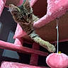 Pebbles is registered to the contest to win money with this photo: kitten, cat, tabby, cat_tree, pink, toy, paw, playful, fur, pet, indoor, cute, animal, feline, curious, soft_texture, dangling, string, cozy, young_cat