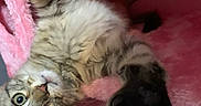 Pebbles is registered to the contest to win money with this photo: kitten, cat, tabby, paw, stretching, pink_bed, fluffy, cozy, indoor, cute, pet, animal, feline, curious, closeup, playful, soft_texture, resting, young, comfortable