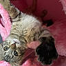 kitten, cat, tabby, paw, stretching, pink_bed, fluffy, cozy, indoor, cute, pet, animal, feline, curious, closeup, playful, soft_texture, resting, young, comfortable