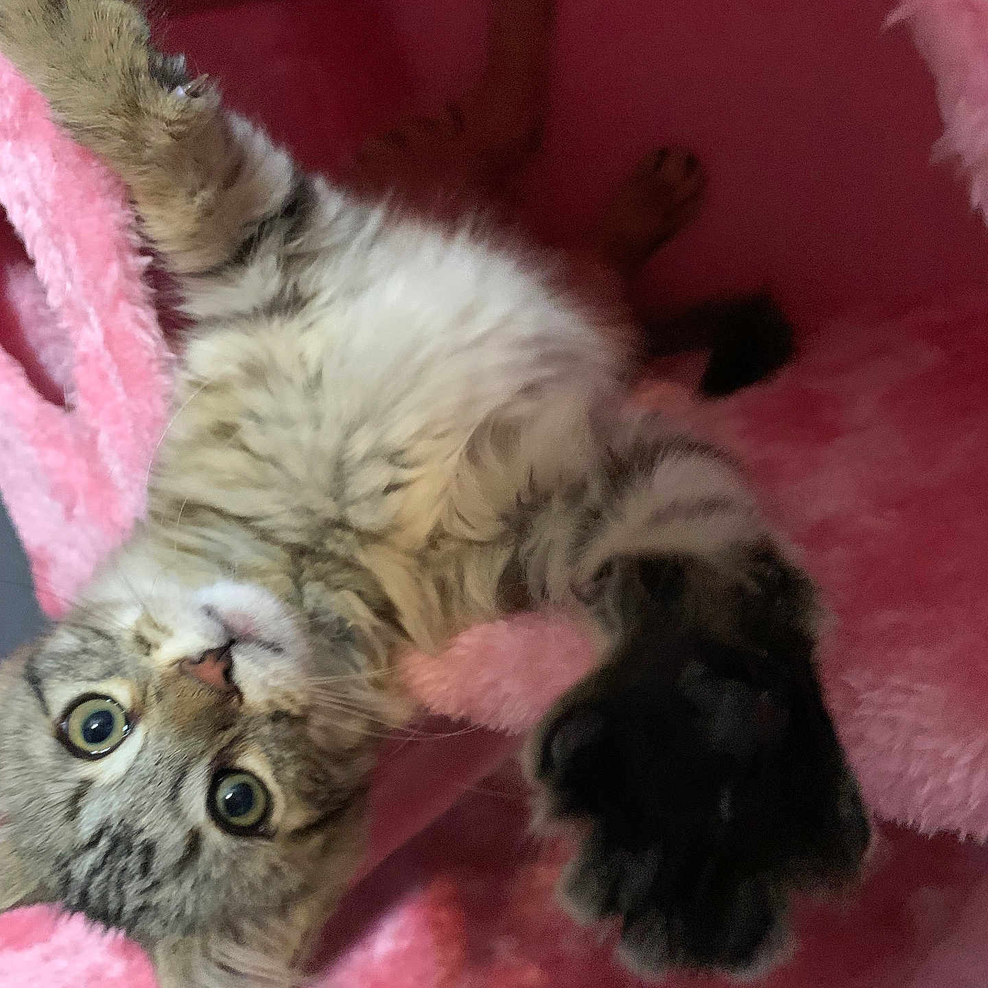 Pebbles is registered to the contest to win money with this photo: kitten, cat, tabby, paw, stretching, pink_bed, fluffy, cozy, indoor, cute, pet, animal, feline, curious, closeup, playful, soft_texture, resting, young, comfortable