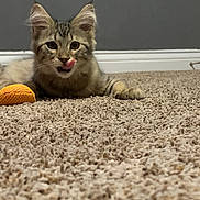 Pebbles is registered to the contest to win money with this photo: cat, kitten, tabby, carpet, indoor, pet, animal, toy, playful, licking, feline, young_cat, cute, whiskers, ears, paws, floor, domestic_cat, gray_wall, orange_toy