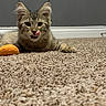 cat, kitten, tabby, carpet, indoor, pet, animal, toy, playful, licking, feline, young_cat, cute, whiskers, ears, paws, floor, domestic_cat, gray_wall, orange_toy